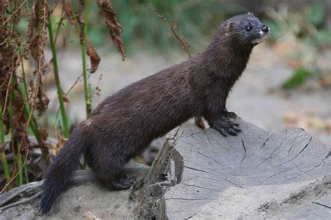how big are mink uk.